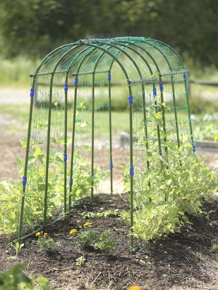 Polytunnel My Shetland Garden