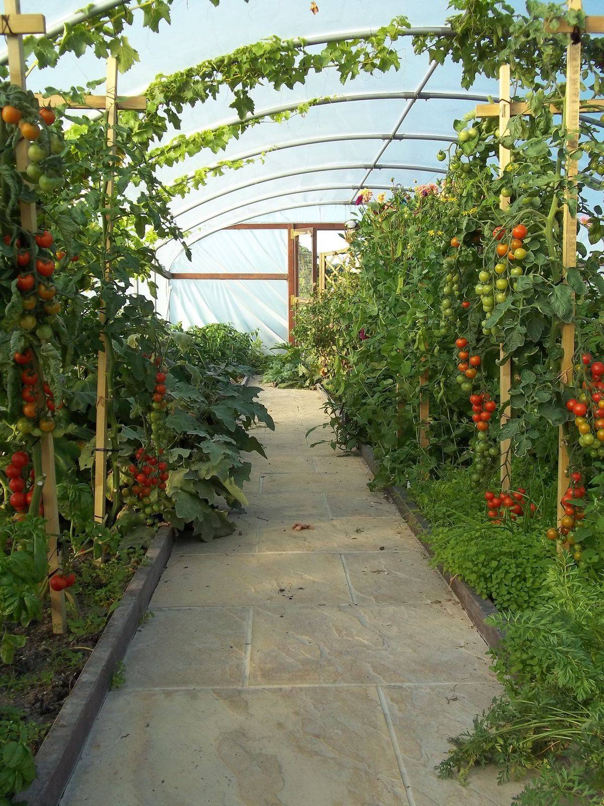 Titan Tunnel Trellis