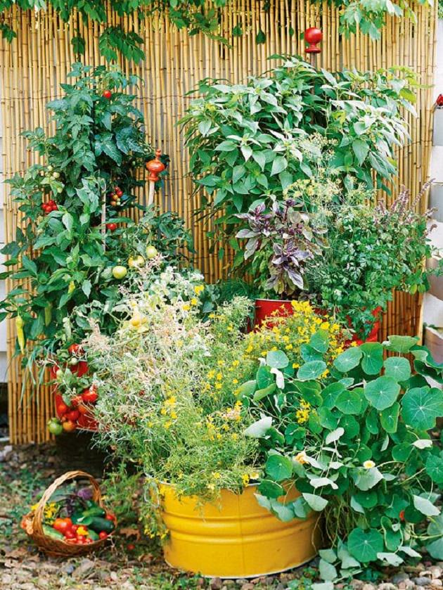 Vertical Herb And Container Garden Organic Vegetable Garden