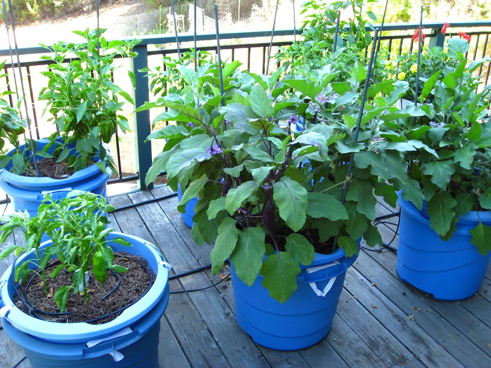 Stunning Container Vegetable Garden Design Ideas