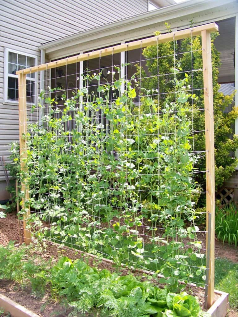 Andies Way Dream Big Extending My Tomato Trellis