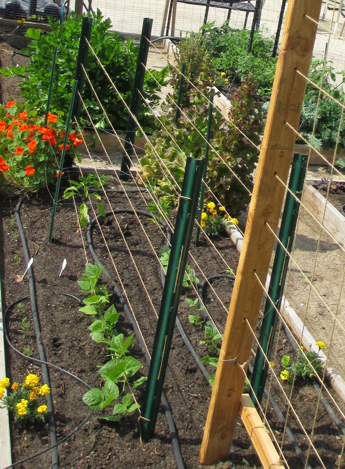 Pin On Gardening