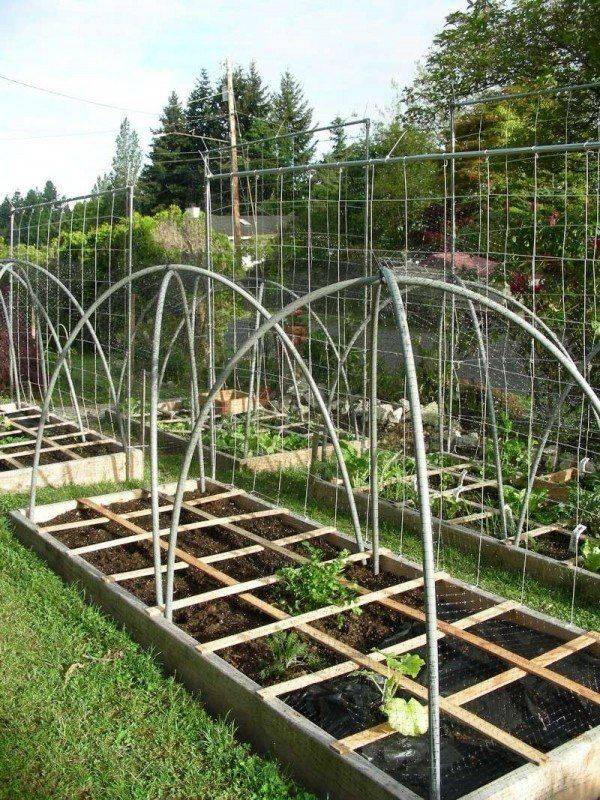 Vegetable Garden Trellis Ideas Simphome