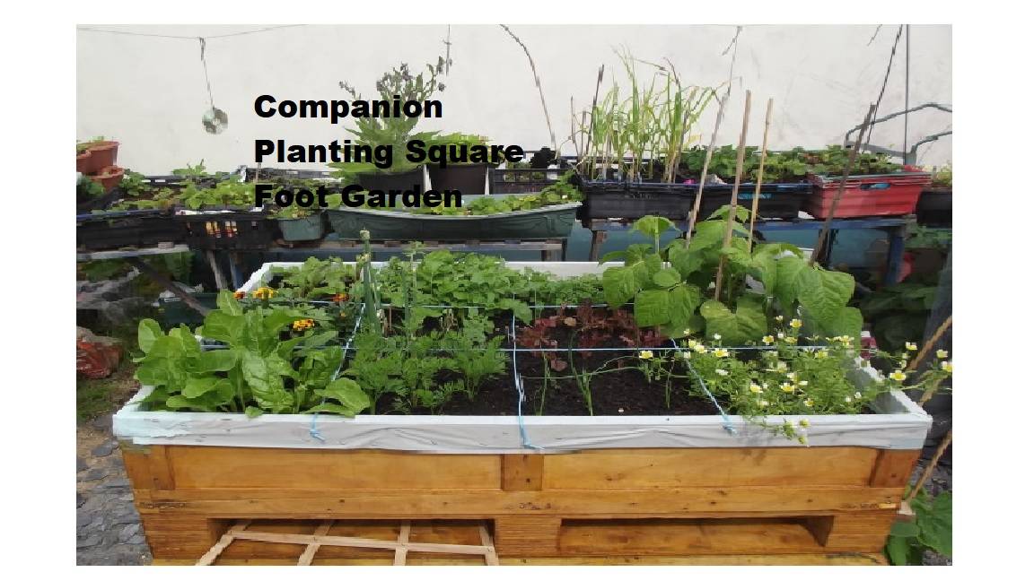 Companion Planting Square Foot Garden Growing Guides