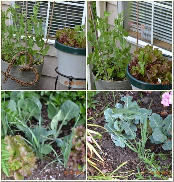 Companion Planting Square Foot Garden Growing Guides