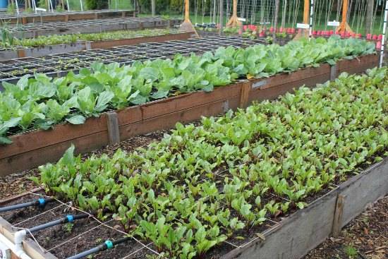 A Square Foot Garden