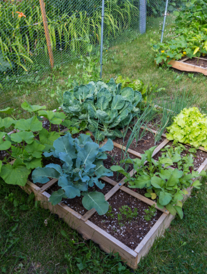Square Foot Gardening Companion Planting Chart
