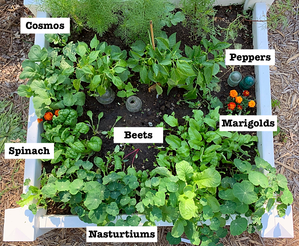 Squarefoot Garden Plan