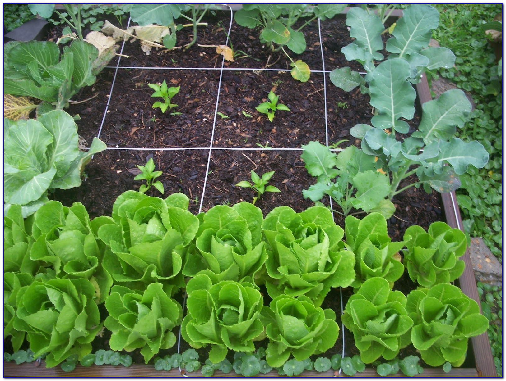 Square Foot Gardening