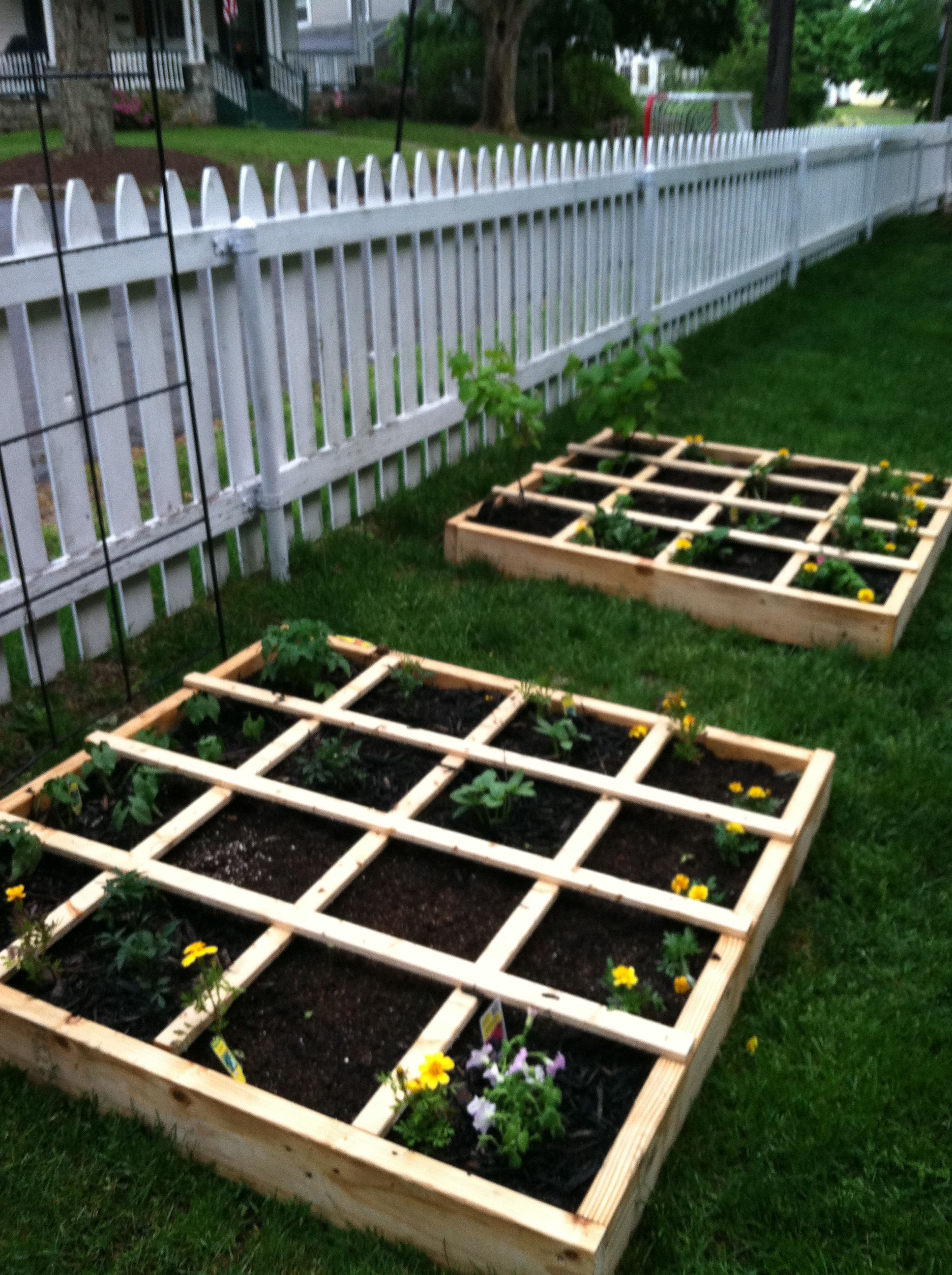 Square Foot Gardening Spacing Arugula Garden