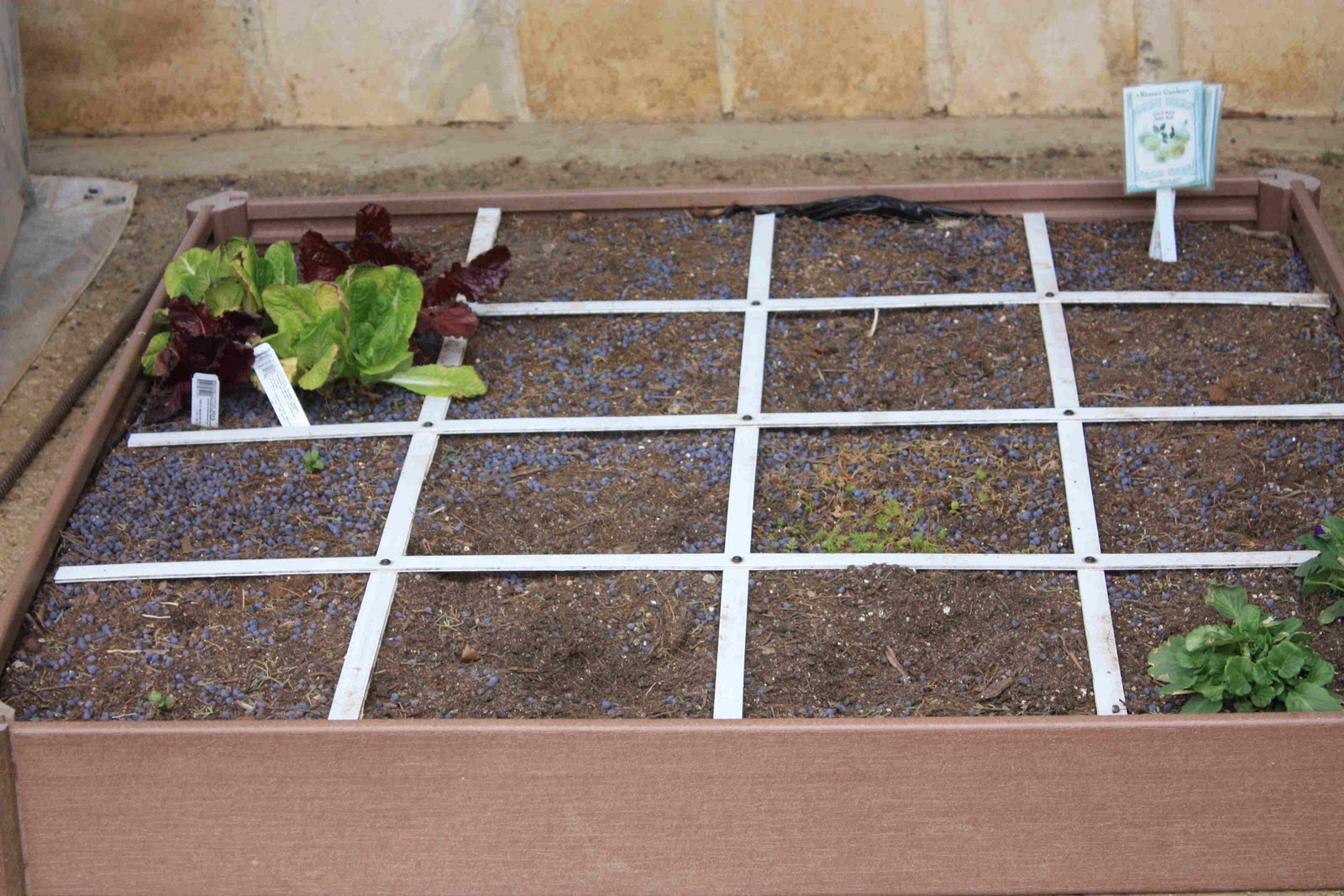 Square Foot Gardening Spacing Arugula Garden