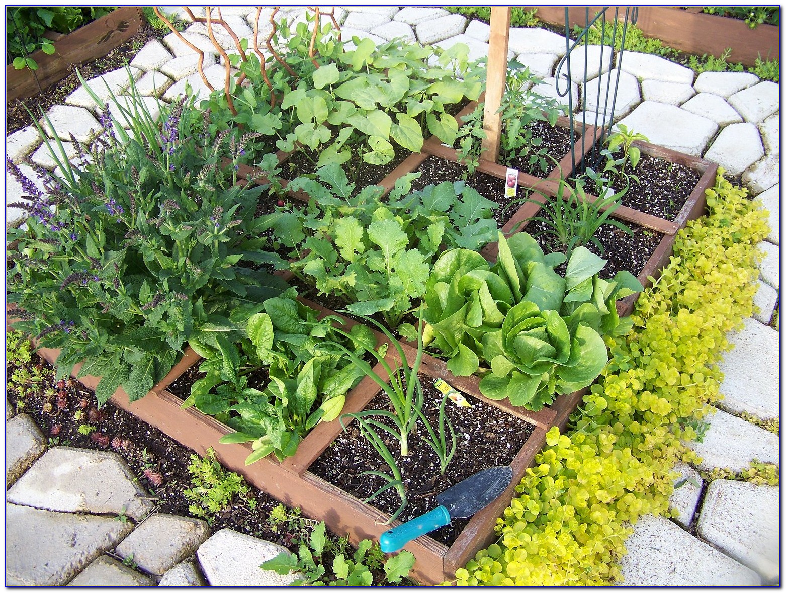 Square Foot Gardening Spacing Brussel Sprouts Garden Home