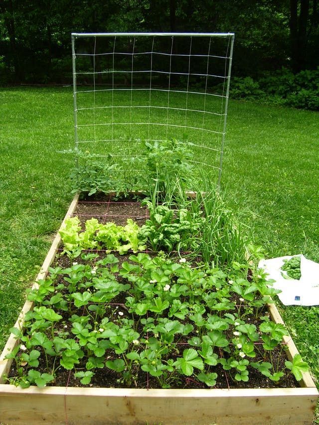 Square Foot Gardening Spacing Okra Garden