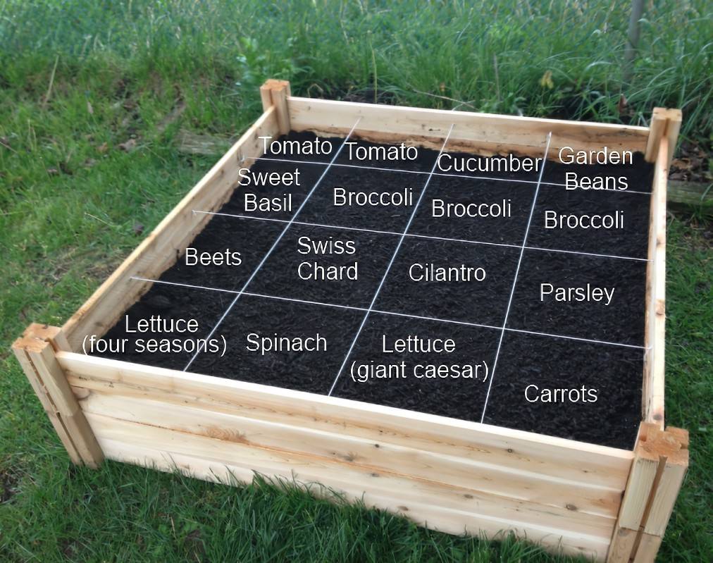 Square Foot Gardening Success