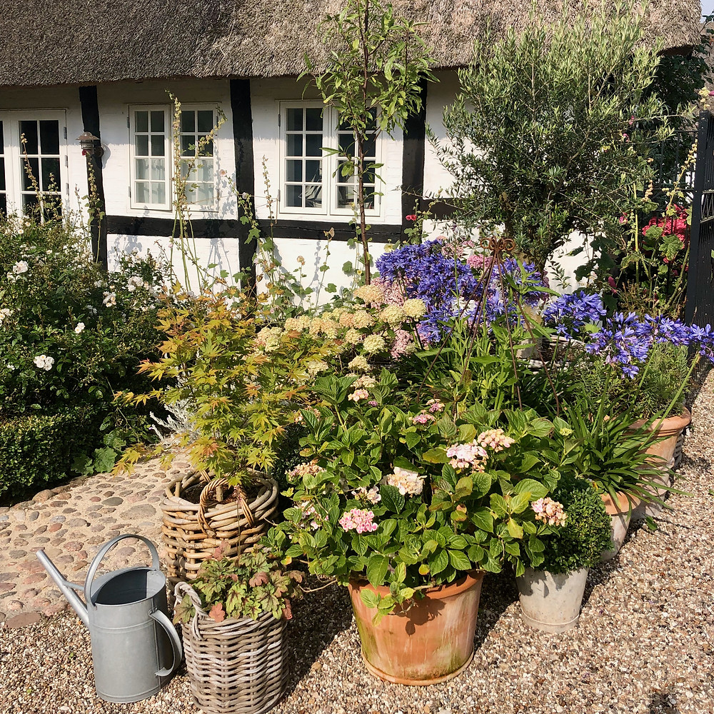 Gardening Ornamental Grasses