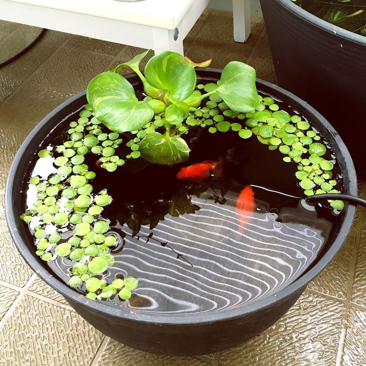 Easy Diy Container Water Gardens