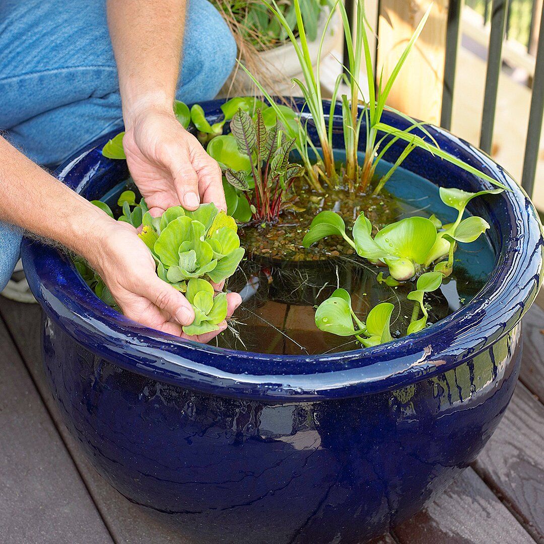 Small Space And Container Gardening