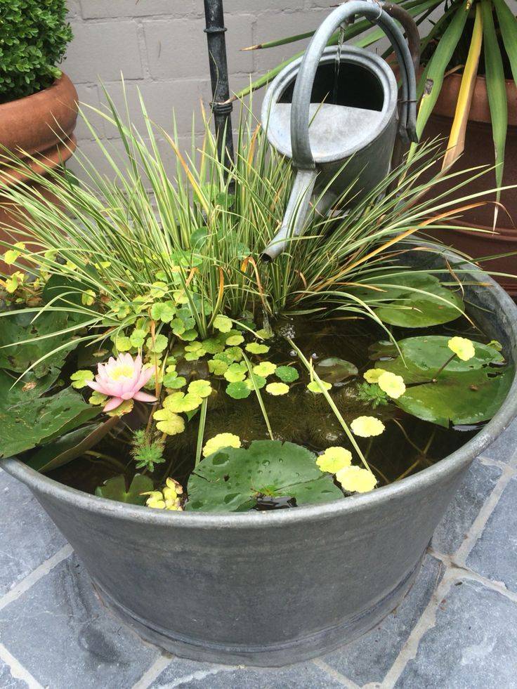 Awesome Container Water Garden Pots Ideas
