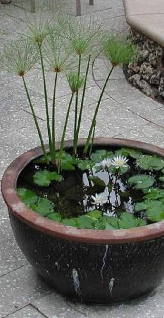Container Water Garden Fish Container Water Gardens