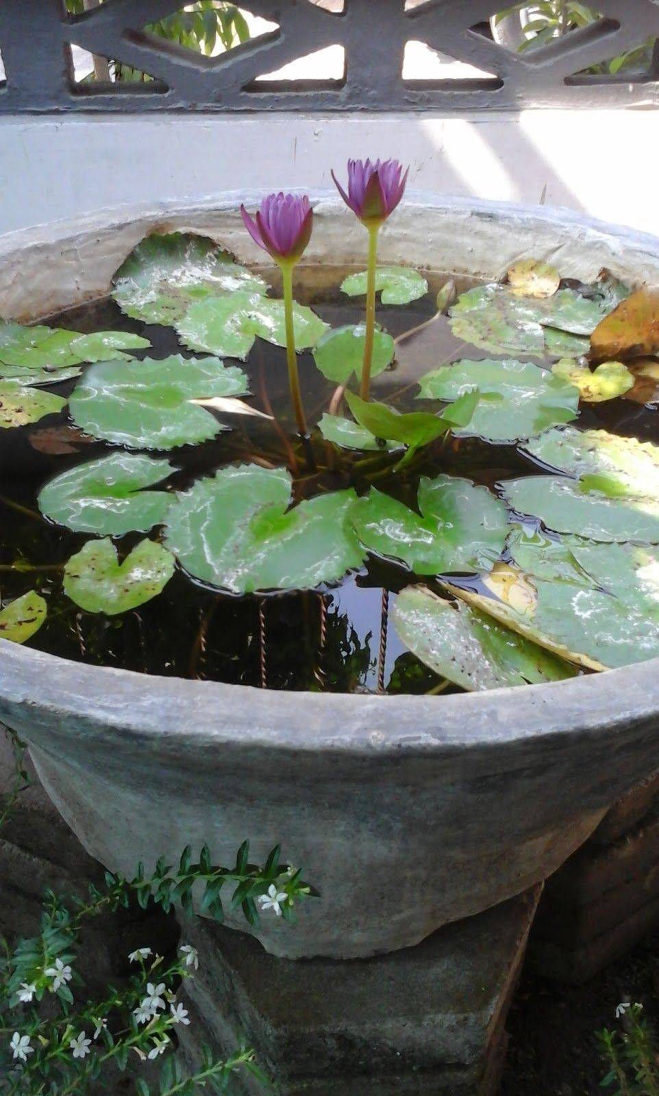 Cheap But Charming Water Garden Ideas