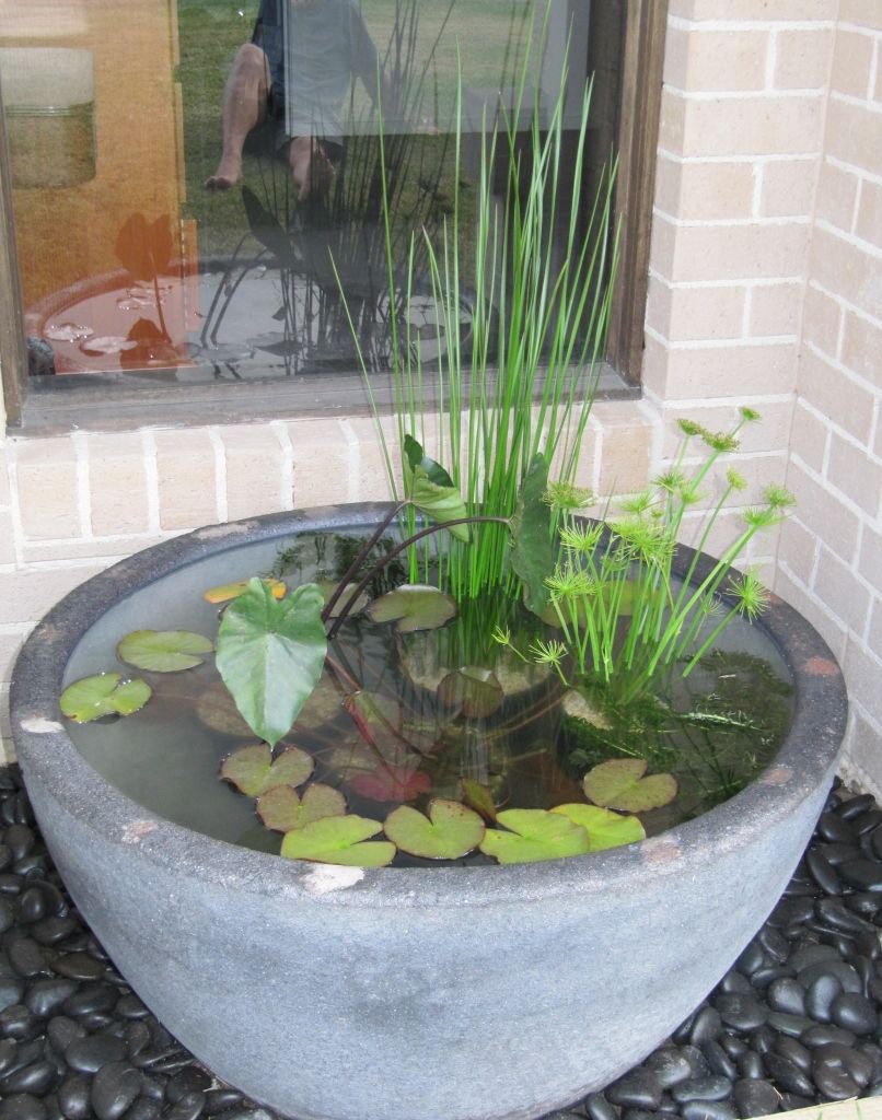 Container Water Gardens