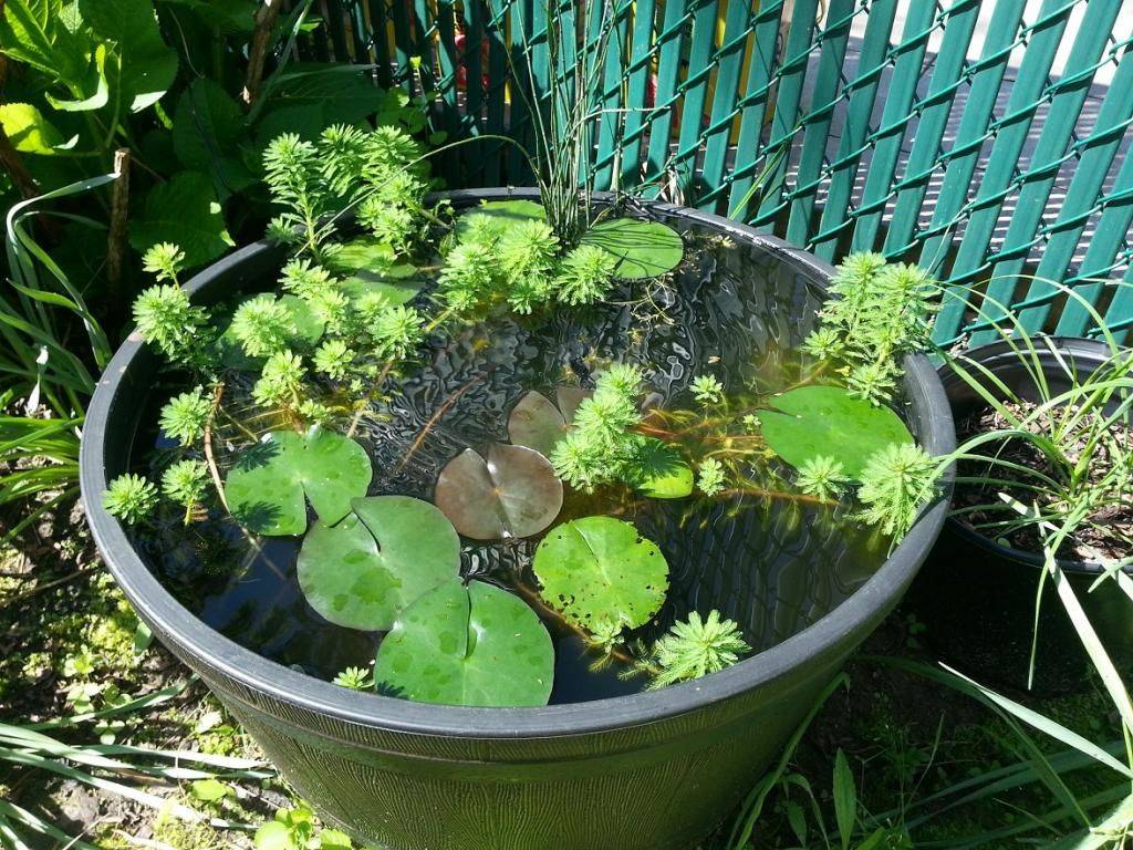 Competent Mini Aquaponic Container Water Gardens