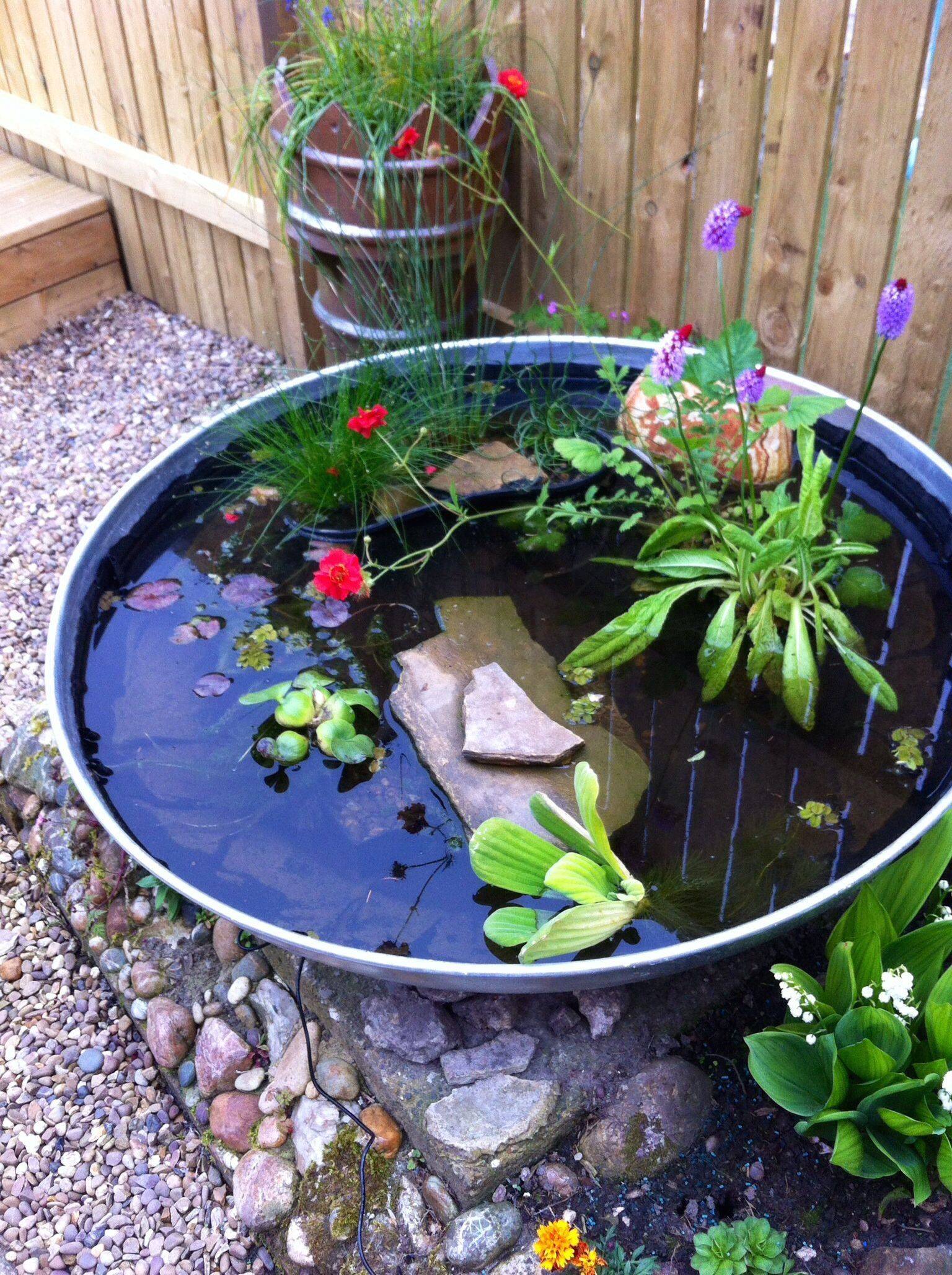 Diy Indoor Water Garden Container Ideas