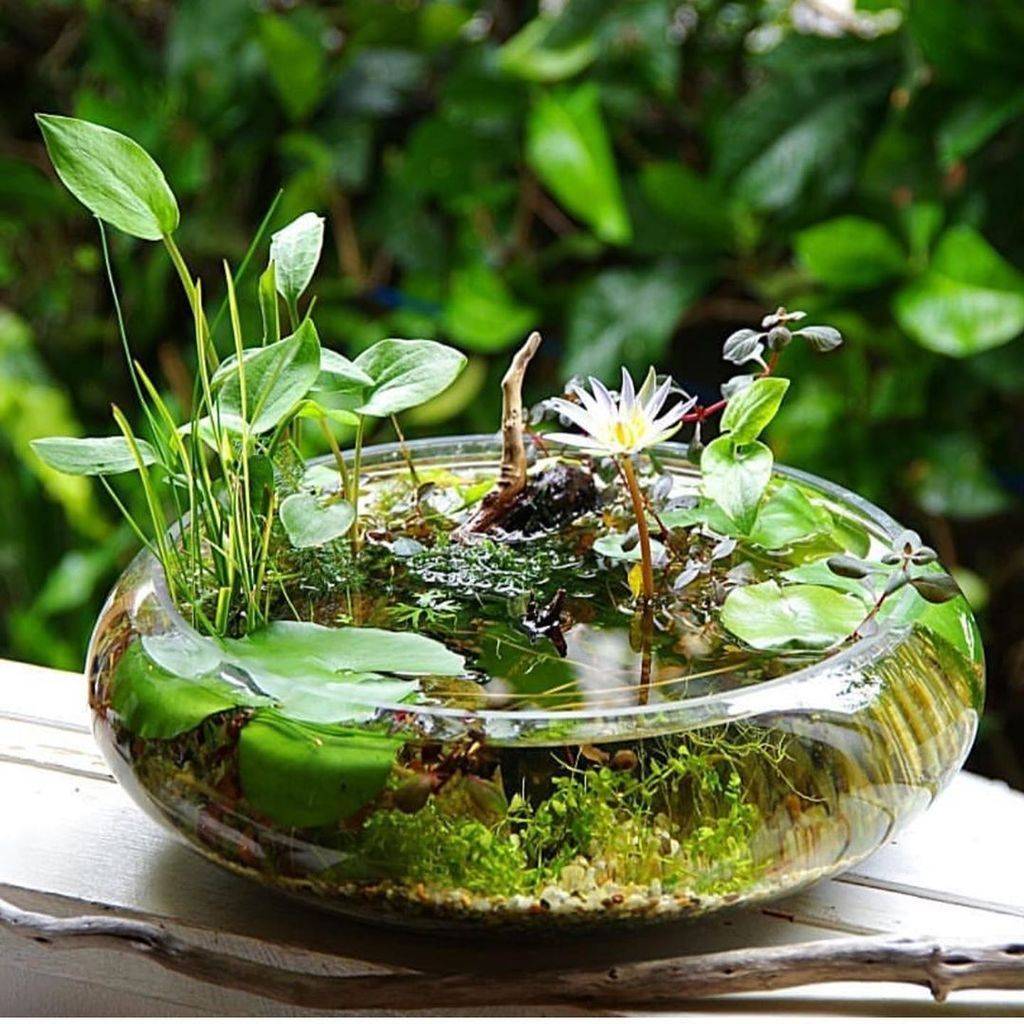 Pinterest Ponds Backyard