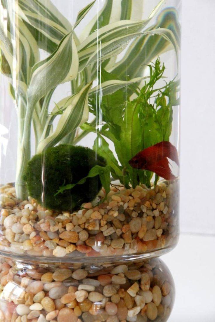 Garden Container Water Gardens