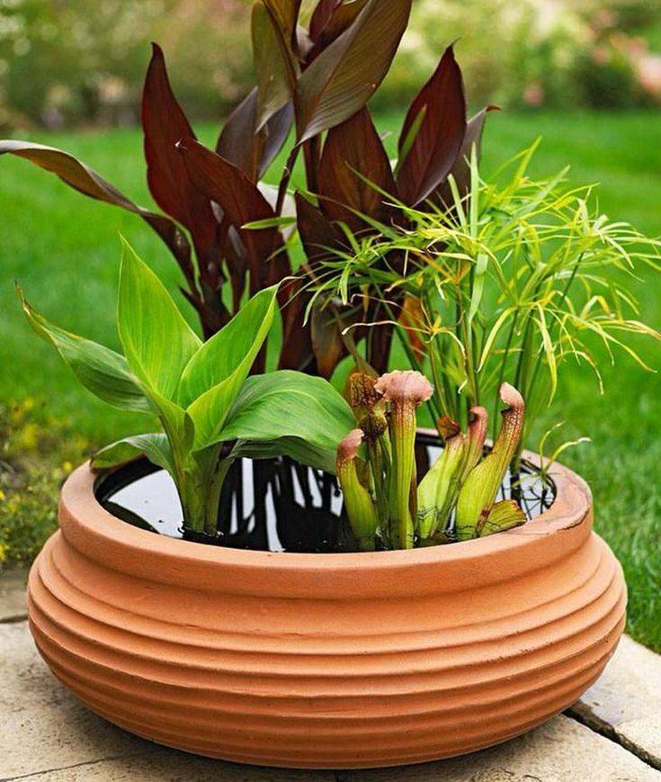 Peaceful Diy Container Water Garden Ideas