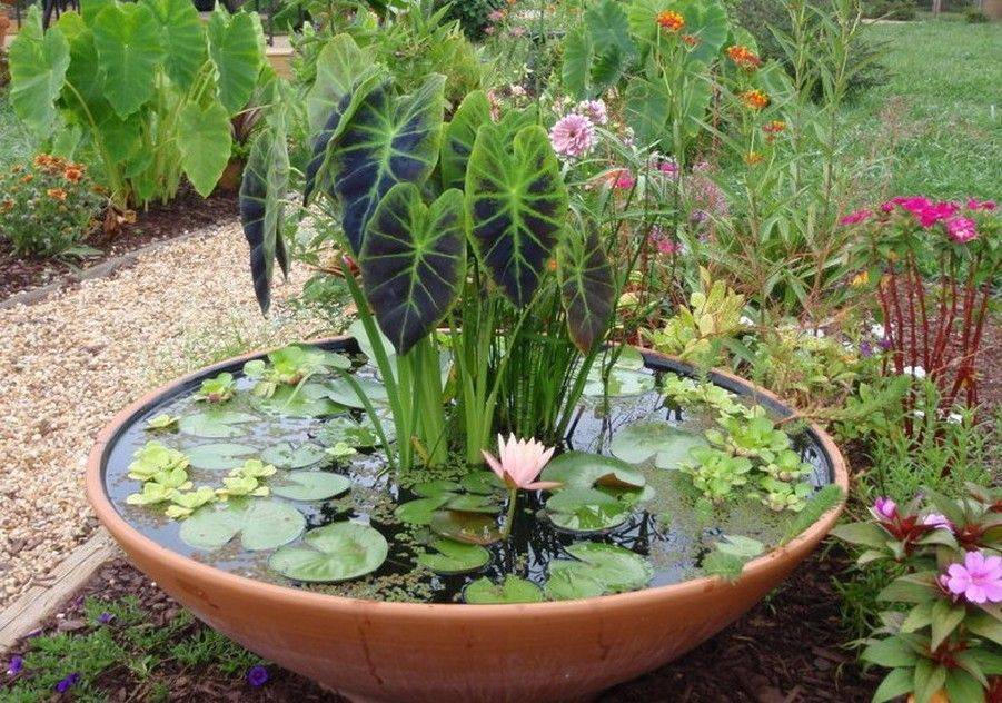 Container Water Garden Ideas
