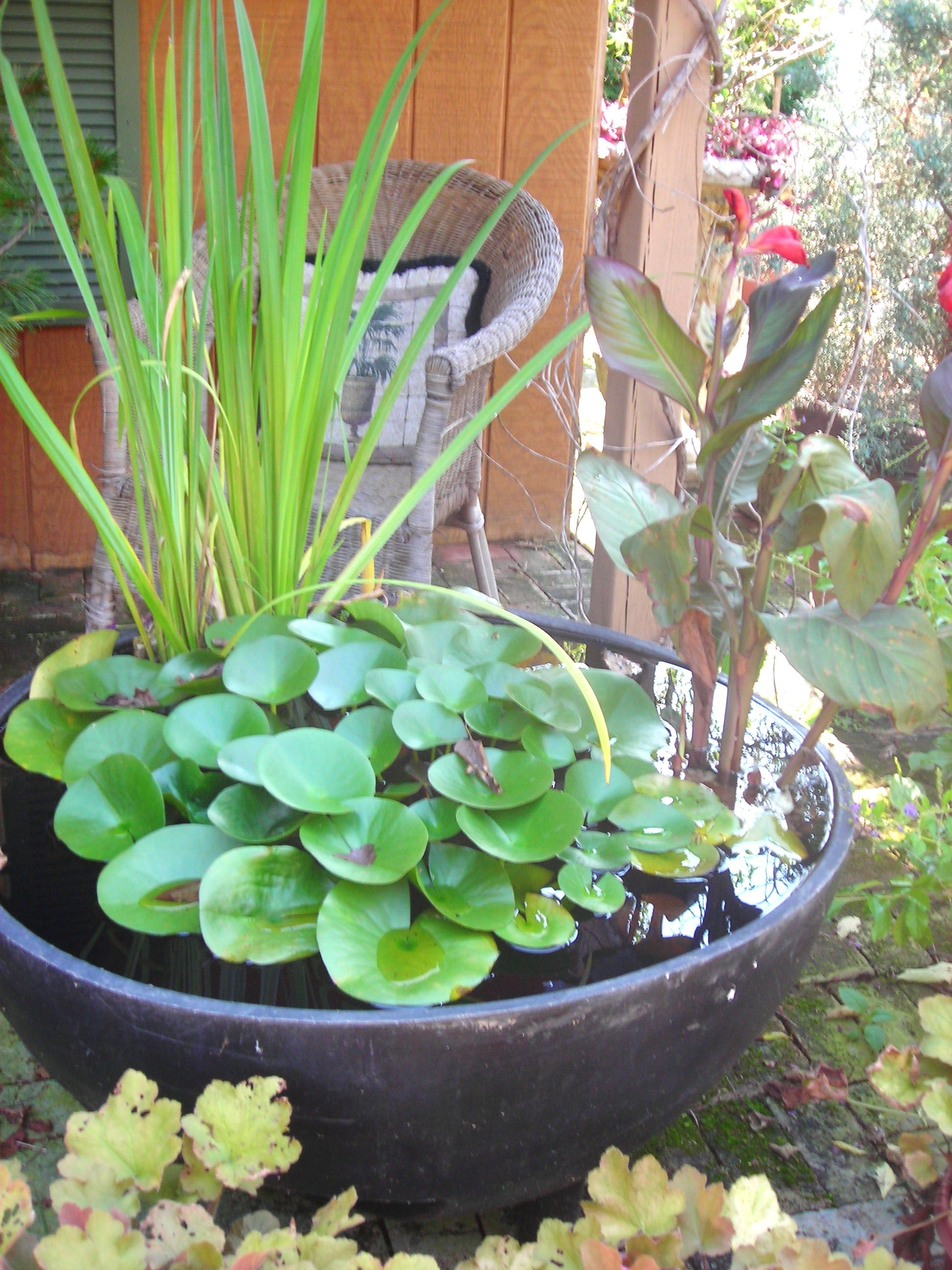 Container Water Gardens