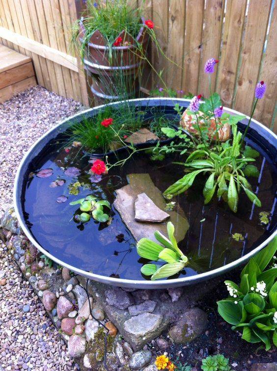 Container Water Garden Container Water Gardens