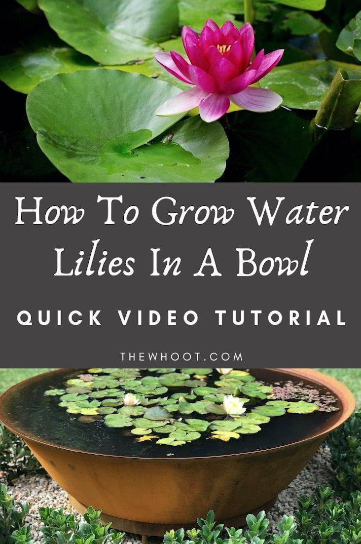 Growing Water Lily