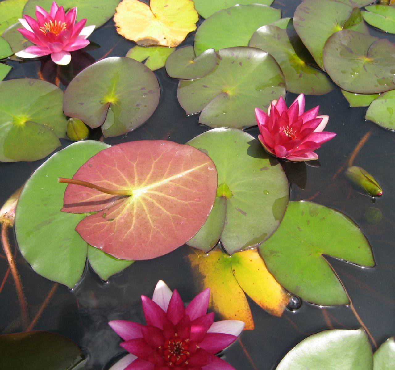 A Bowl Video Water Garden Plants