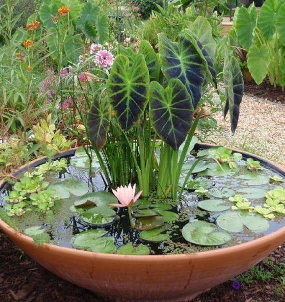A Bowl Video Water Garden Plants