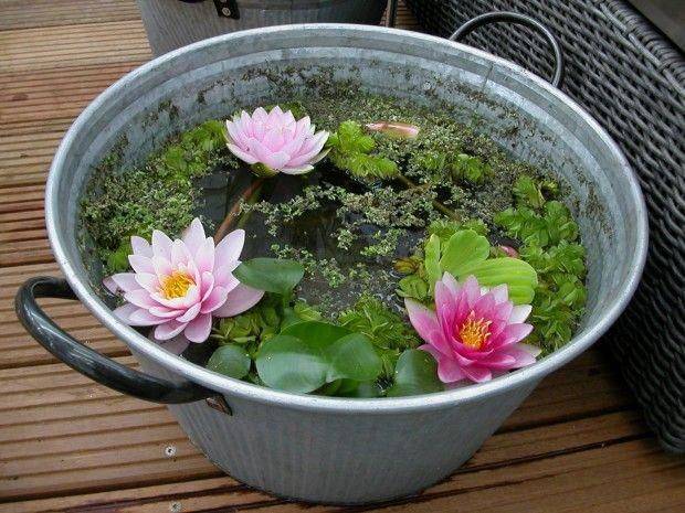 Lily Container Pond Ideas