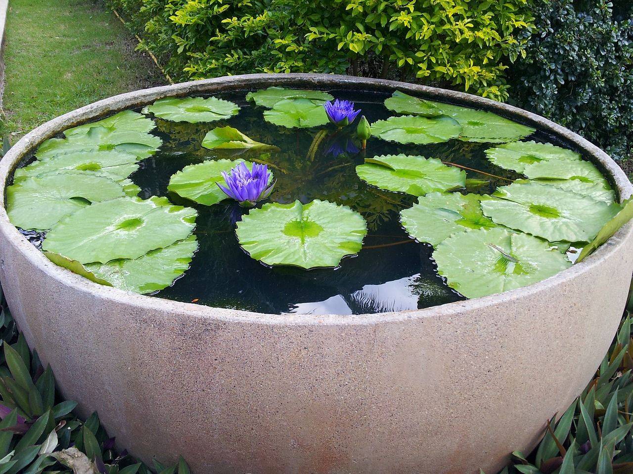 Lily Flowers Container Water Gardens
