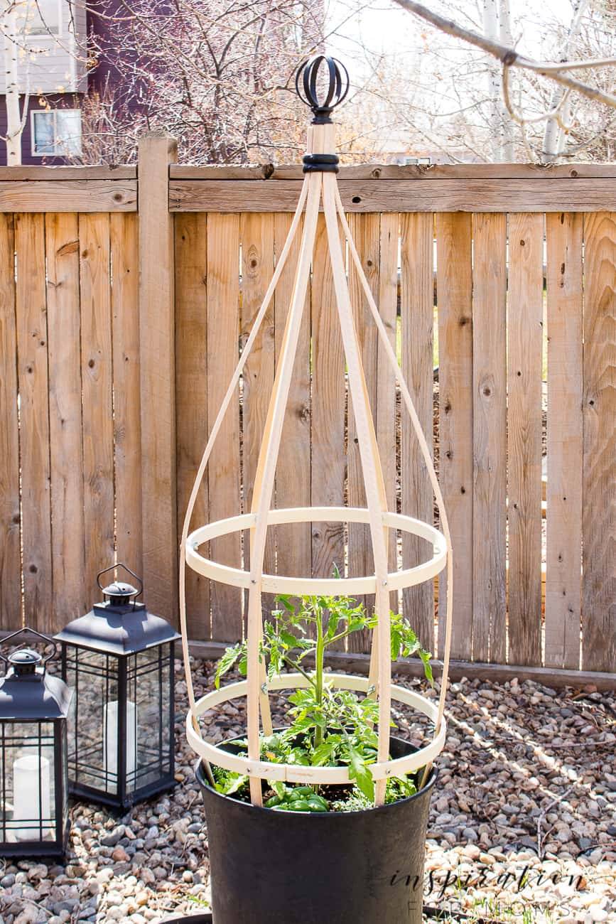 Trellis Ideas