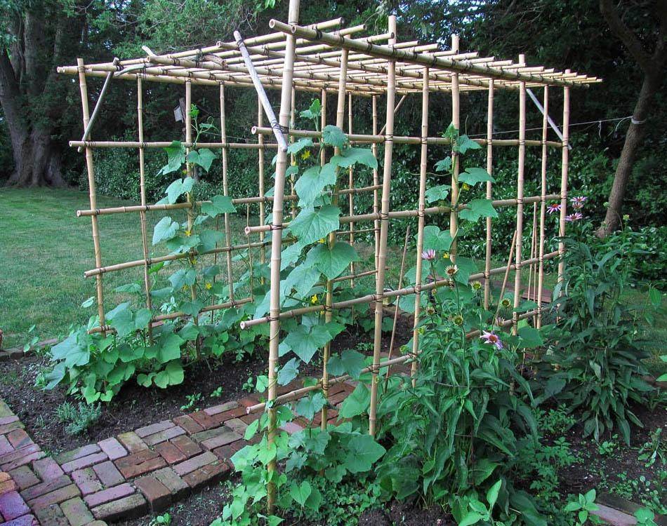Easy Diy Cucumber Trellis Ideas