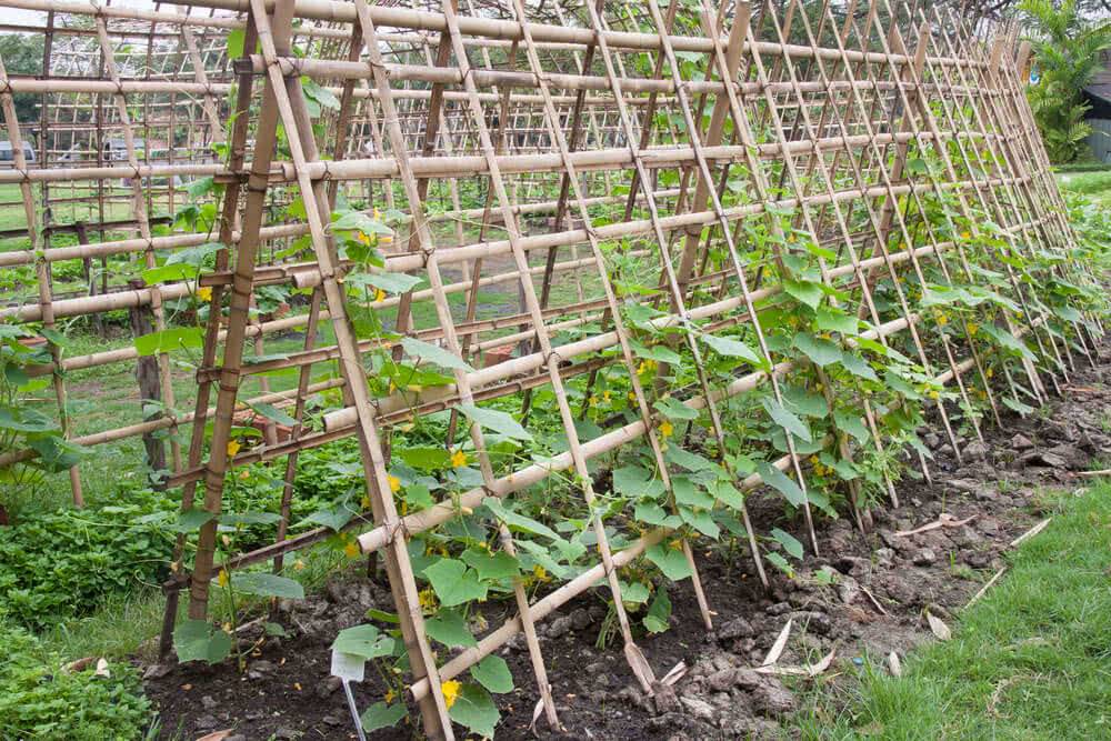 Easy Diy Trellis Ideas