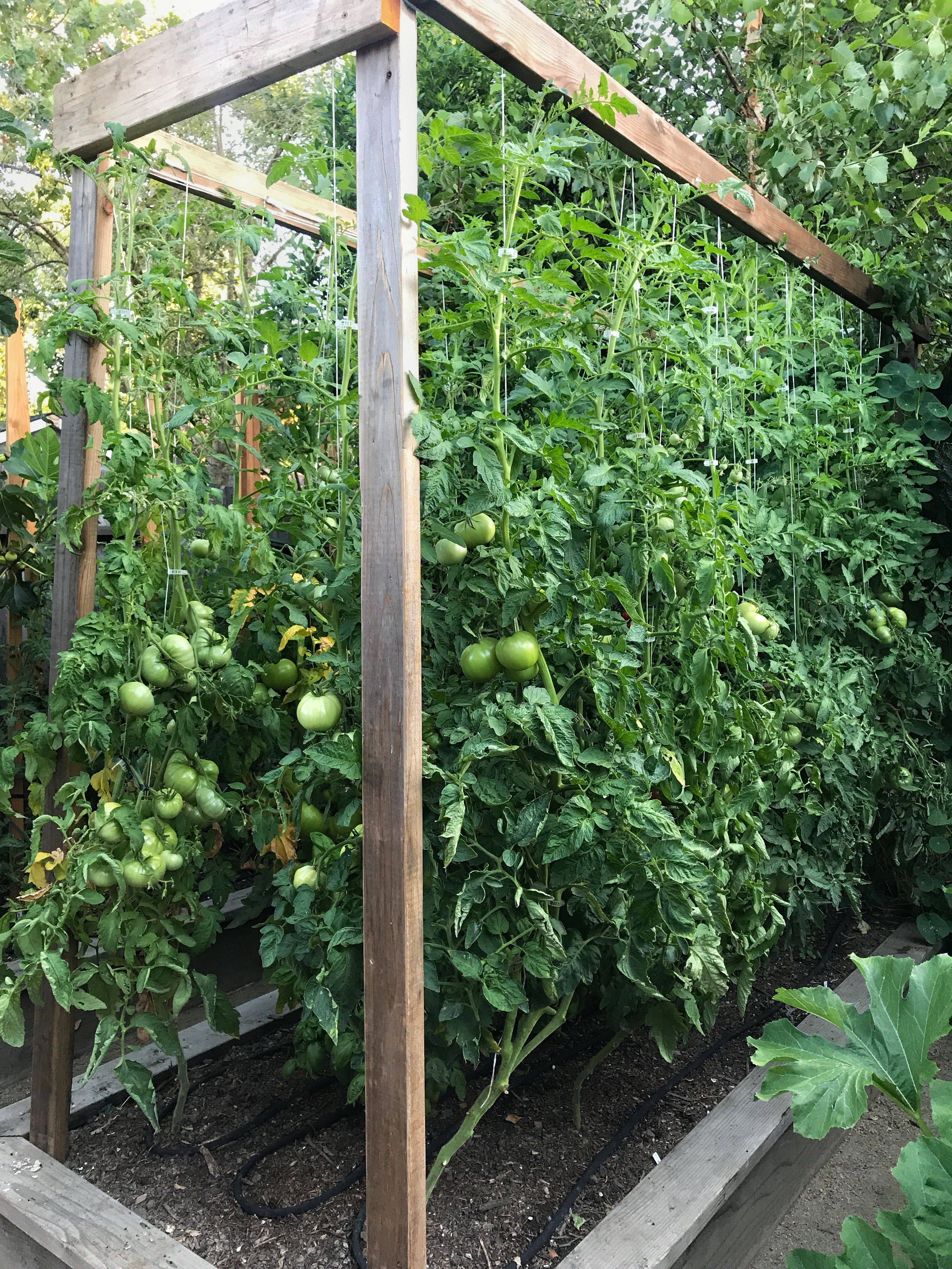 Kitchen Garden Trellis