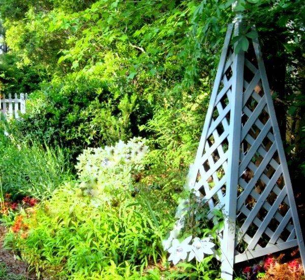 Inspiring Grape Vine Ideas