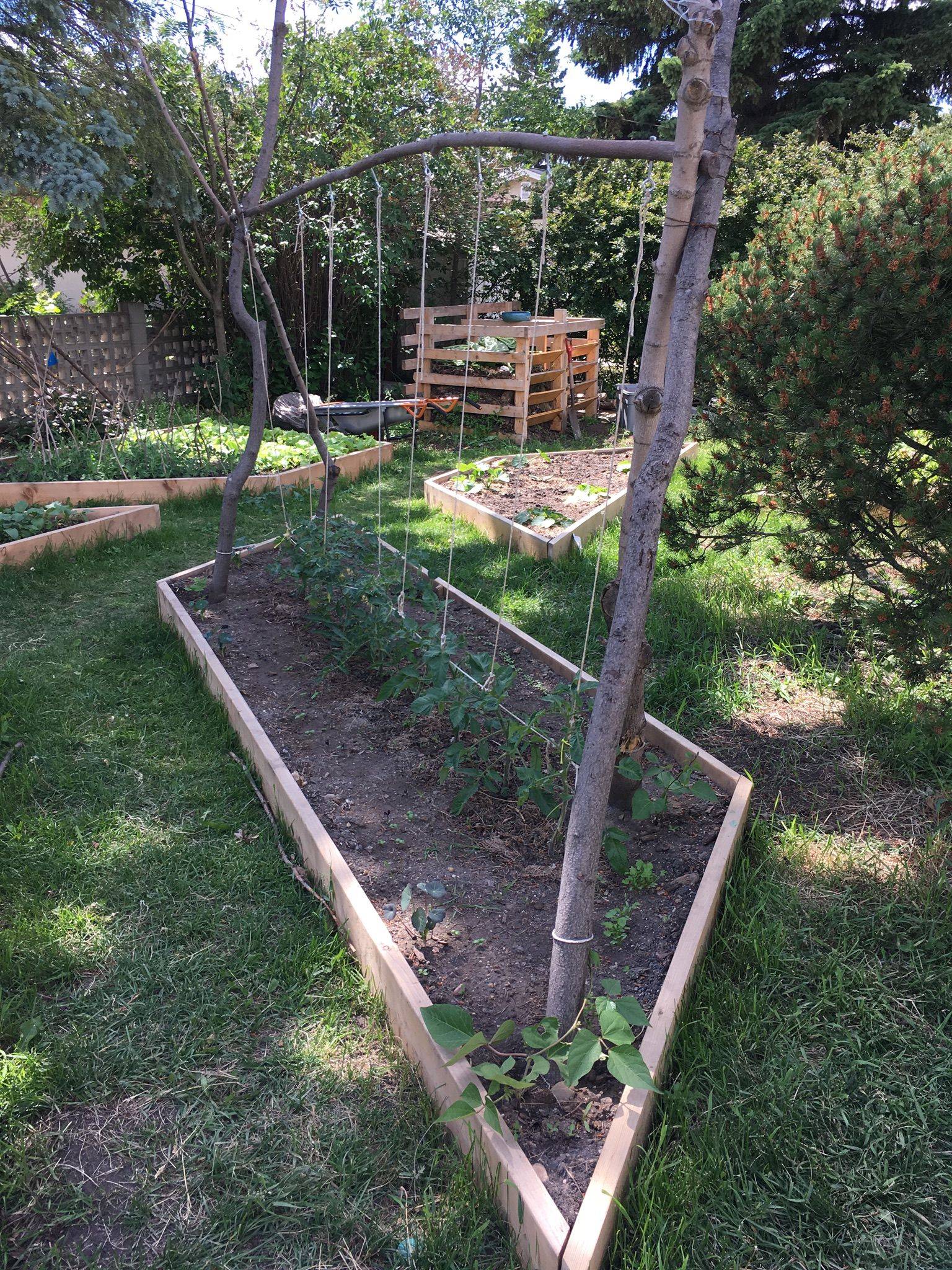 Tomato Garden Ideas