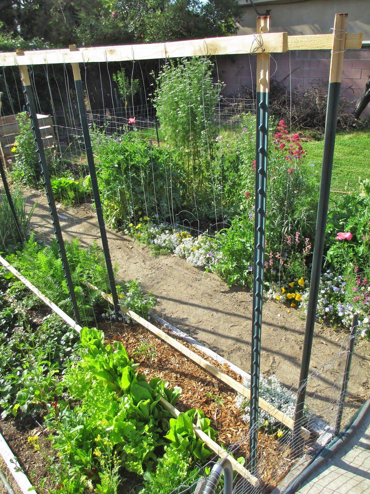 Heargrassgrowcom Tomato Trellis