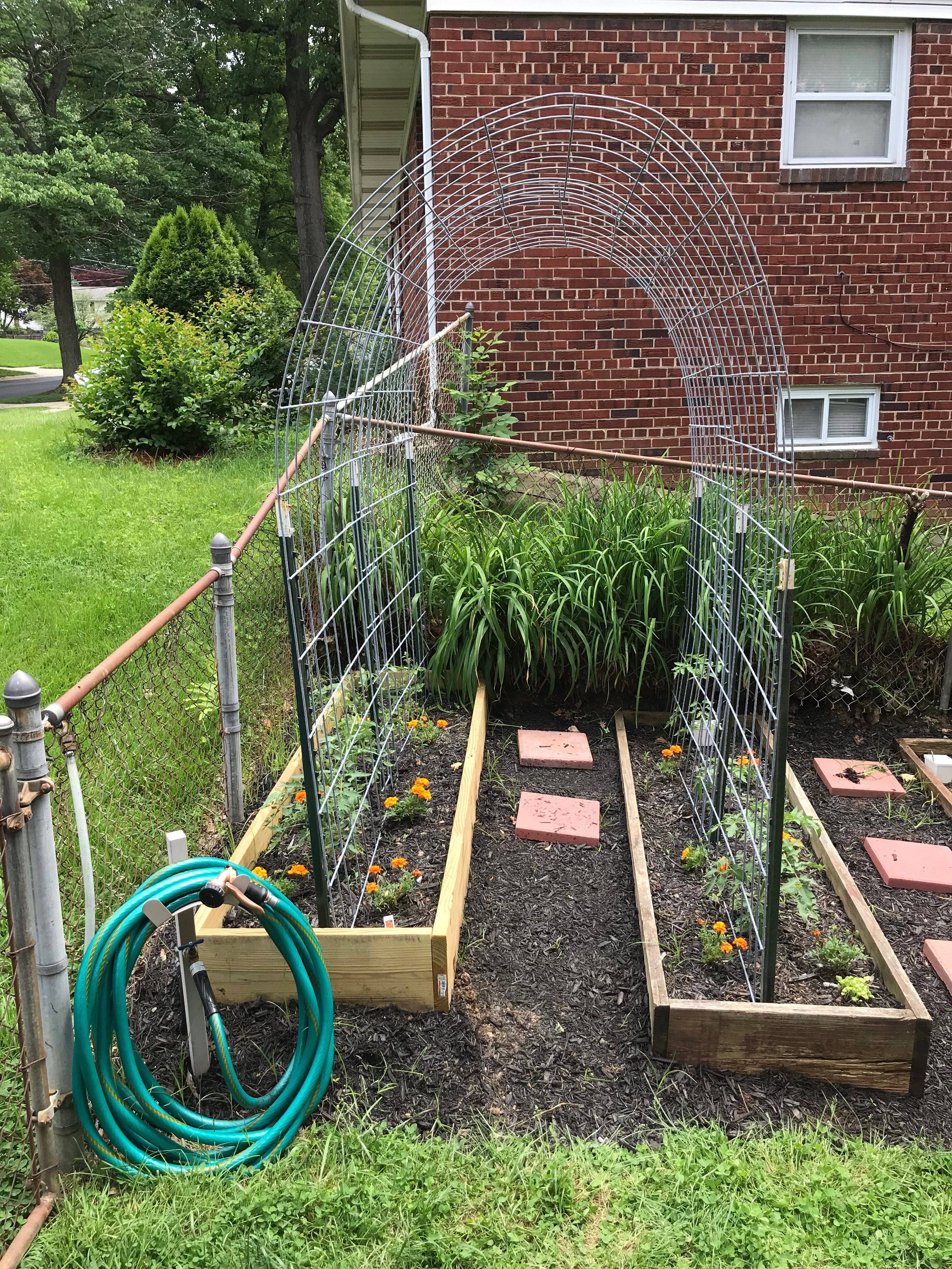 Catherines Container Garden Tomato Trellis