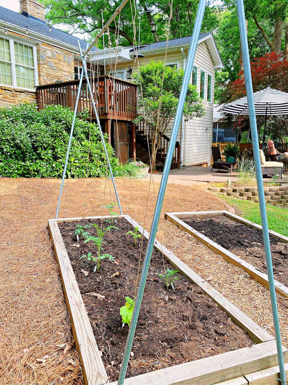 Tomato Trellis