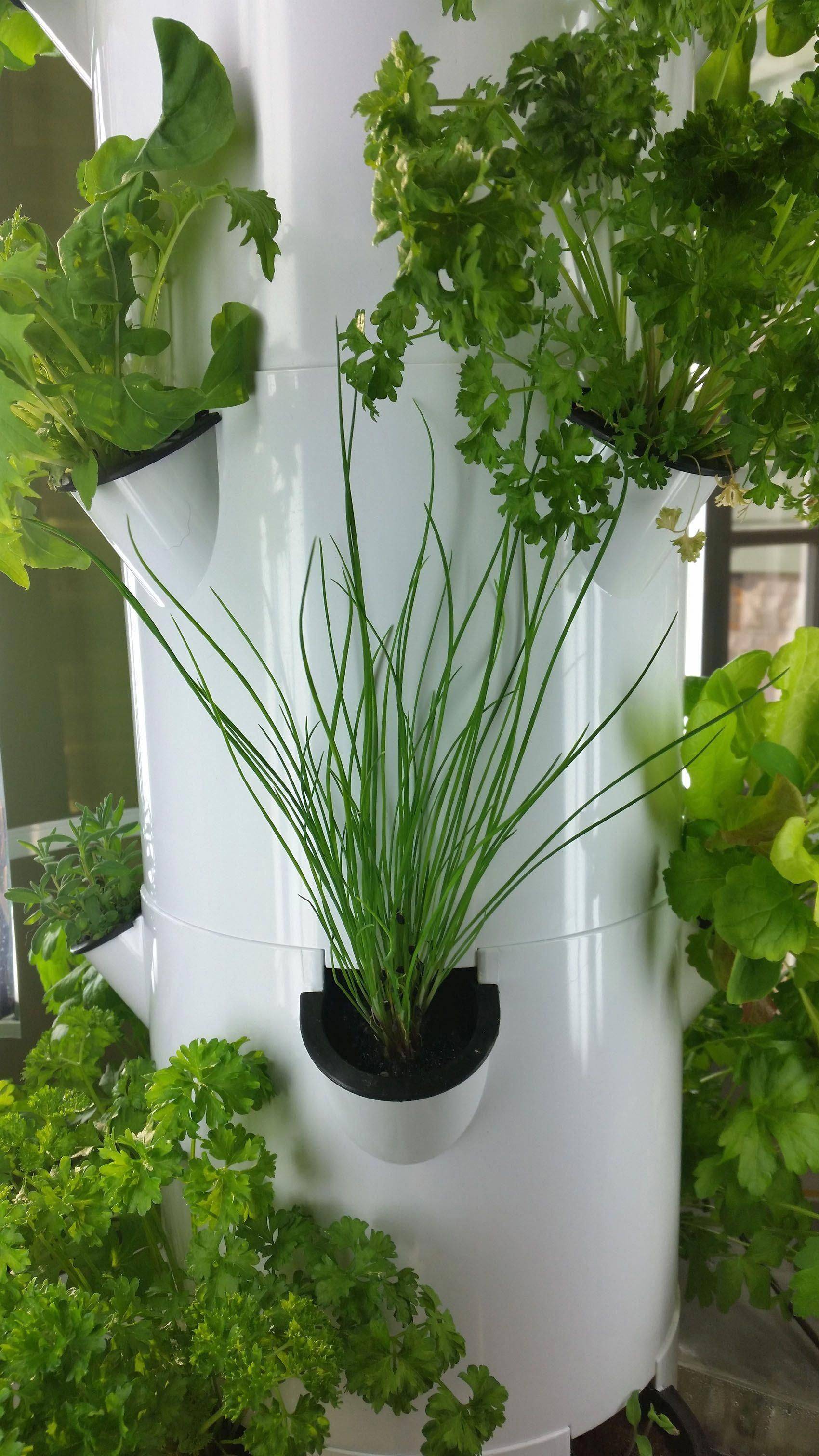 Aquaponic Vertical Vegetable Garden