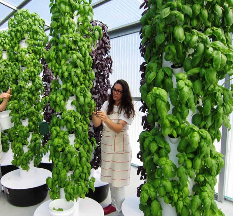 Aeroponics Vertical Garden Diy