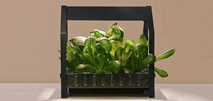 A Hydroponic Indoor Gardening Kit